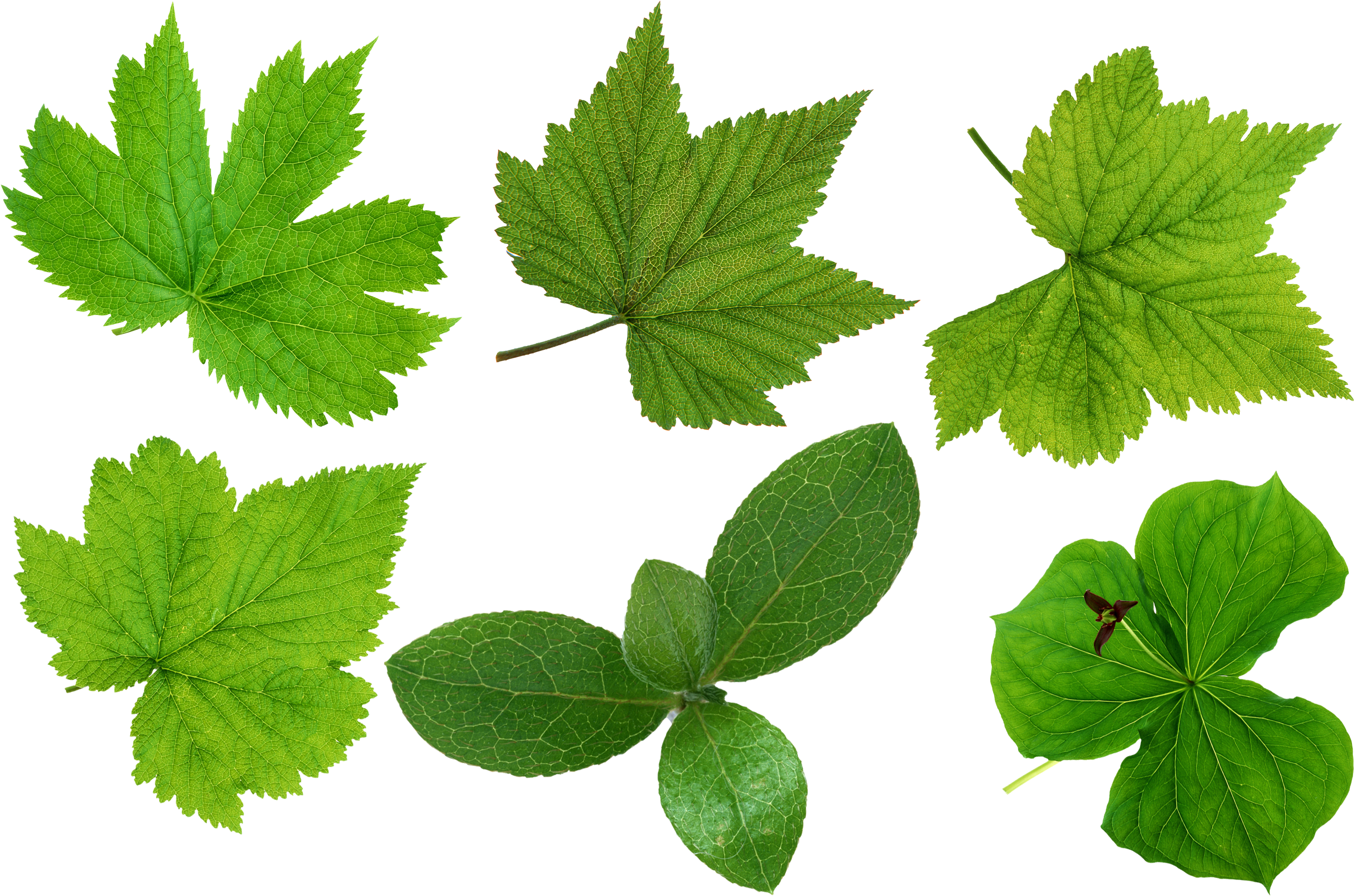 Green Leaves Png Image - Green Leaves (2800x1895), Png Download