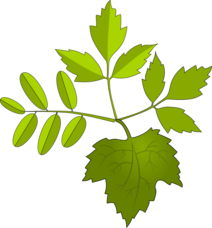 Small - ใบไม้ กราฟฟิก (552x594), Png Download