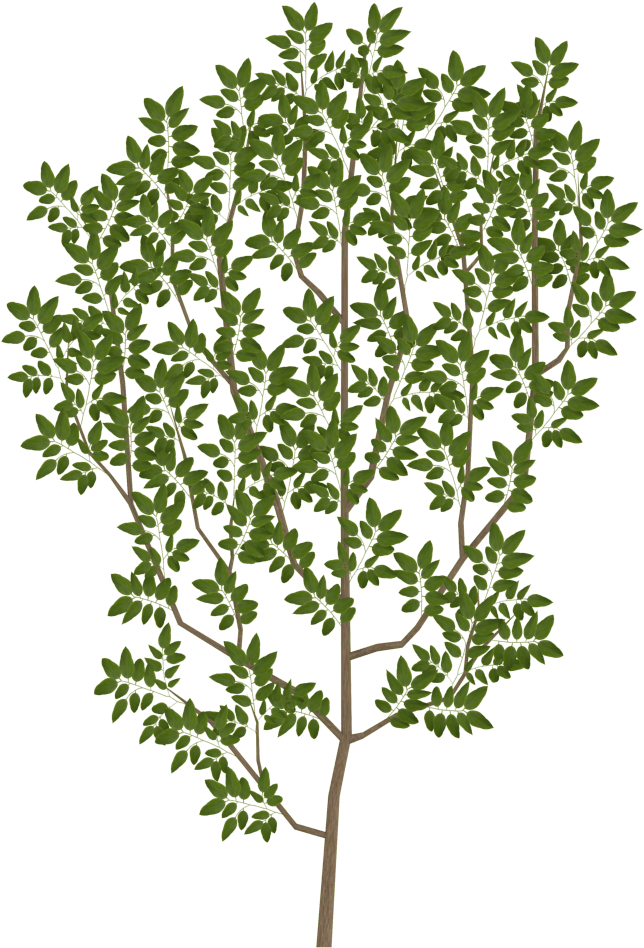 Tree Branch Texture Png (1024x1024), Png Download