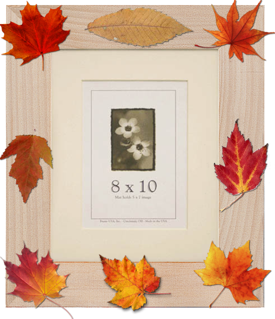 Framing Fall Foliage - 22x28 Colori Medium Picture Frame Yellow (544x632), Png Download
