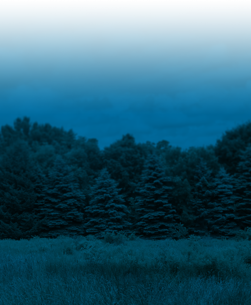 Foliage Progress - Conifer (828x1008), Png Download