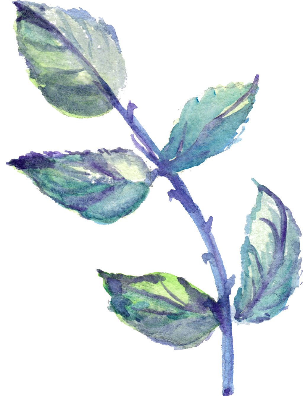 This Graphics Is Purple Thorn Leaves Transparent Decorative - Purple (1024x1340), Png Download