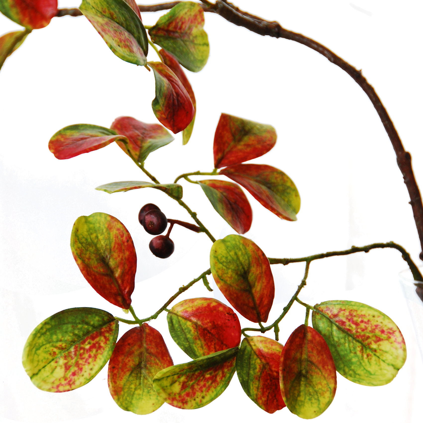 Autumn-foliage - Autumn Leaf Color (1700x1700), Png Download