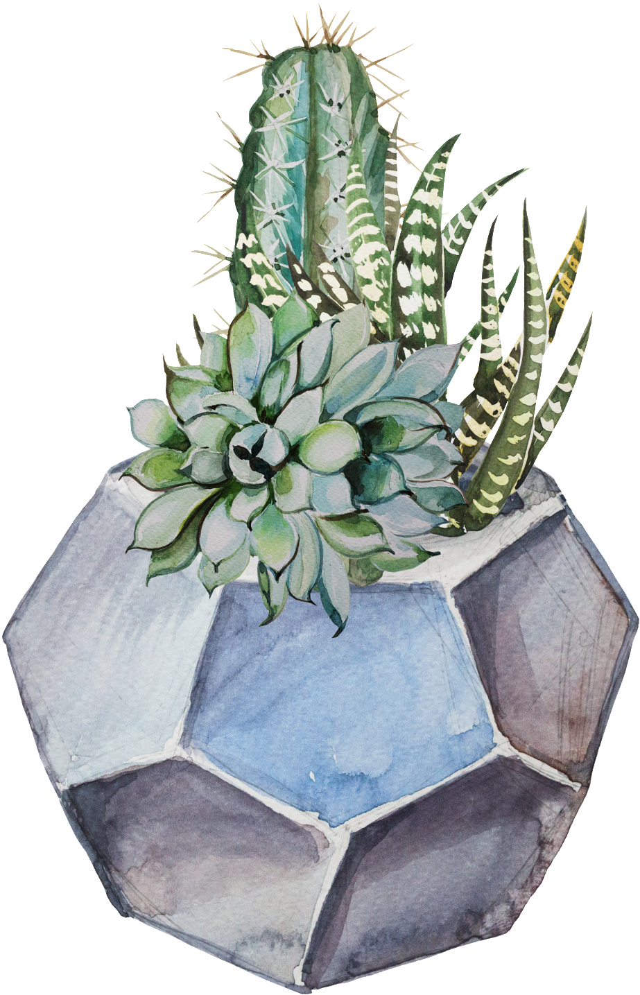 Hand Painted Fresh Plant Potted Transparent - Cactus (1024x1448), Png Download