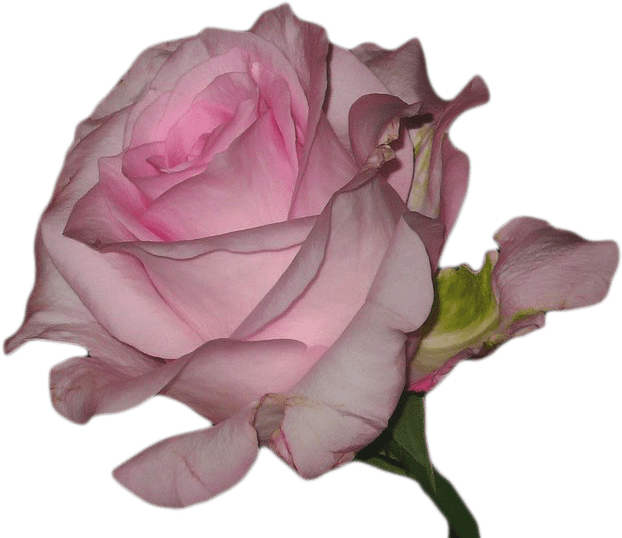 Transparent Blg - Vaporwave Flower Transparent (500x428), Png Download