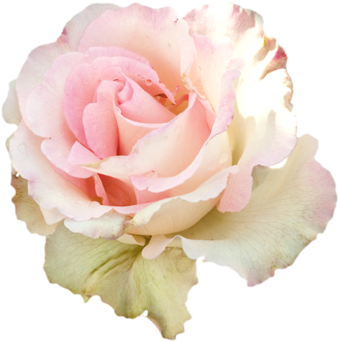Pastel Roses For Edits (500x500), Png Download