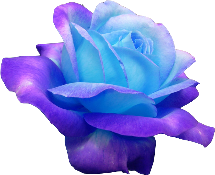 Rose Blue 1 - Blue Ombre Rose Flower (500x375), Png Download