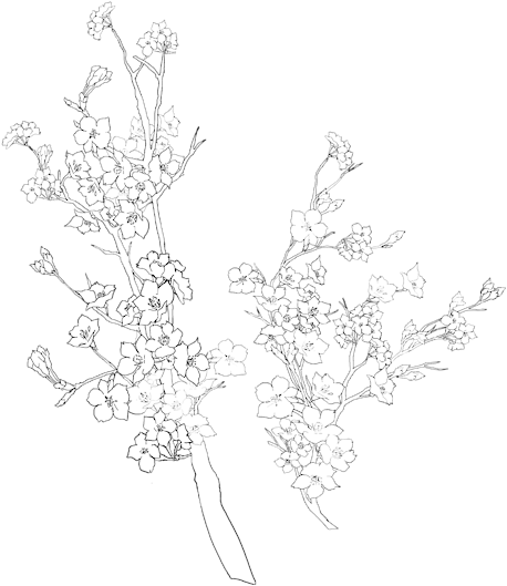 Flower Png - Luxuryqueen - Tattoo (500x571), Png Download
