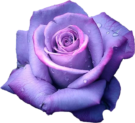 Purple Rose Clipart Png Tumblr - Live Your Dreams [book] (446x407), Png Download