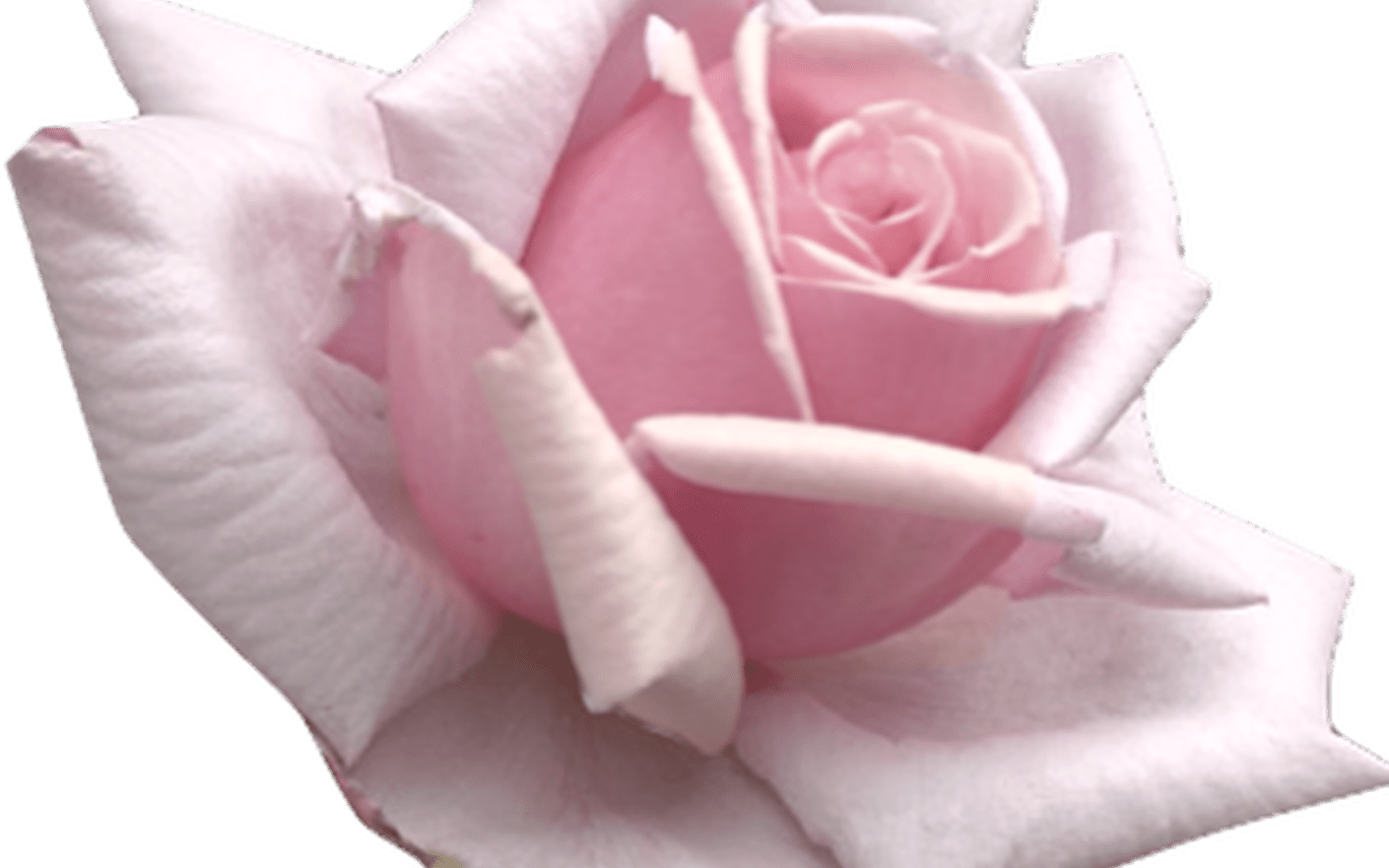 Flowers Tumblr Transparent Yh Ideas For The House - Floribunda (1368x855), Png Download