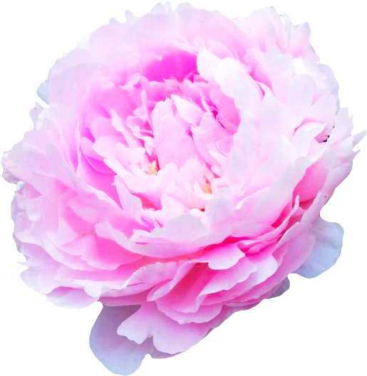 Flower Transparent Background Tumblr - Flowers Of Transparent Backgrounds (526x541), Png Download