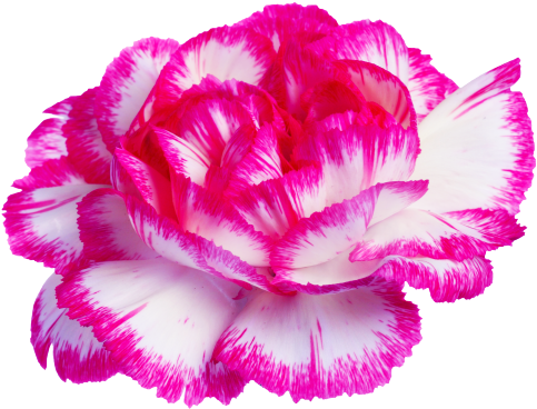 Carnation On Tumblr - Transparent Tumblr Posts Flowers (500x378), Png Download