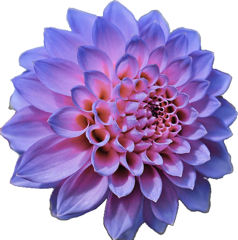 Flowers Png Tumblr Flowers Tumblr Transparent - Blue Pink Purple Flowers (488x492), Png Download