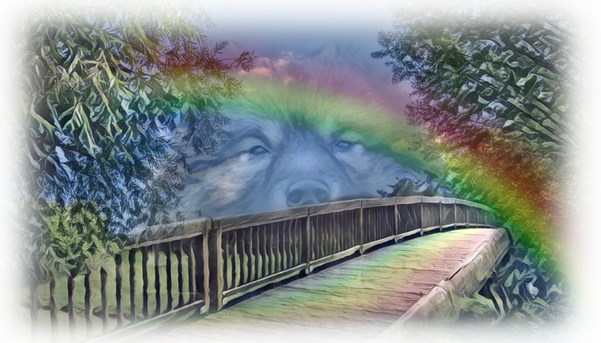 Vector Black And White Library Wolfsspitze Vom Kiersper - Keeshond (862x492), Png Download