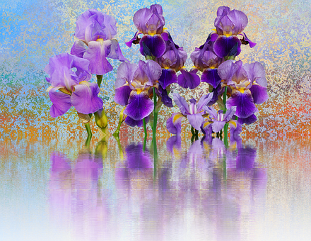 Iris, Flower, Schwertliliengewaechs - Disney Irises Flower Plant Gardening Gardener Lover (440x340), Png Download