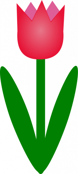 Simple Tulip - Tulip Clip Art (250x557), Png Download