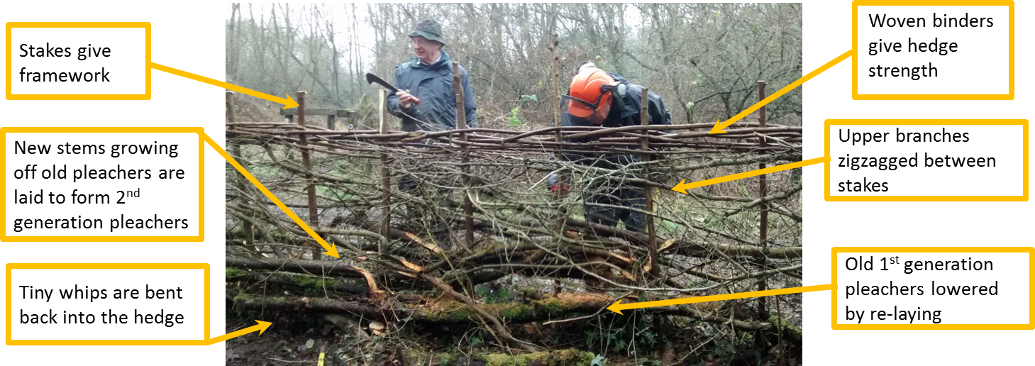 How We Lay A Hedge - Hedge (1459x516), Png Download