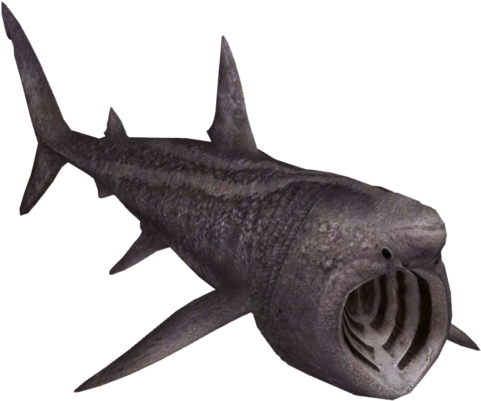Basking Shark (480x480), Png Download