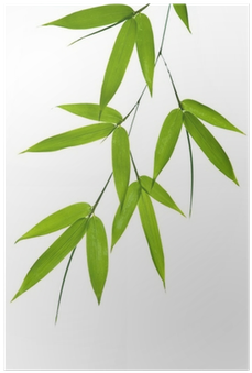 Bamboo Leaves Vector Png (400x400), Png Download