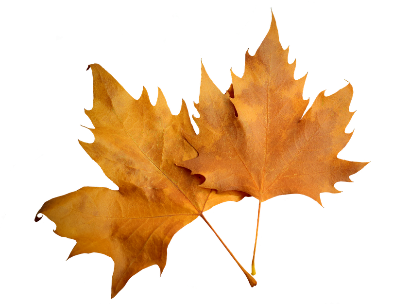 The Study Of Nature Is A Large, If Not The Only, Part - Herbstblatt Png (960x640), Png Download