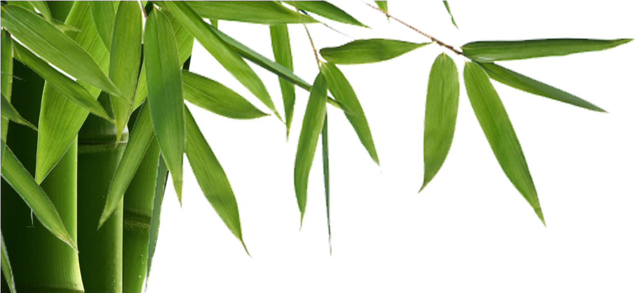 Bamboo Is Elegant, Modern With Many Benefits Inside - Transparent Background Bamboo Border Png (1315x573), Png Download