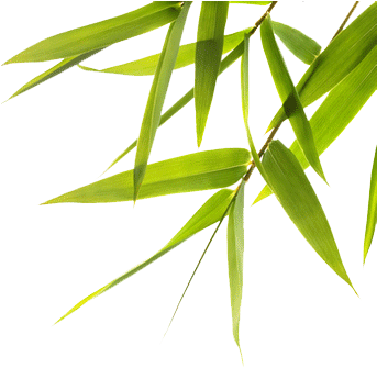 Bodhi Seed Center For Healing And Conscious Living - Dogs For Sale Poster (355x349), Png Download