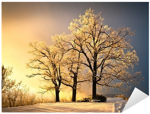 Ice And Frost Covered Oak Tree In Cold Winter Snow - Gallery-wrapped Canvas Art Print 16 X 11 Entitled Luminous (400x400), Png Download