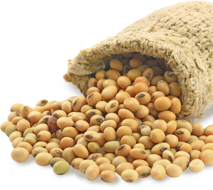 Soybeans Png - فول الصويا (732x654), Png Download