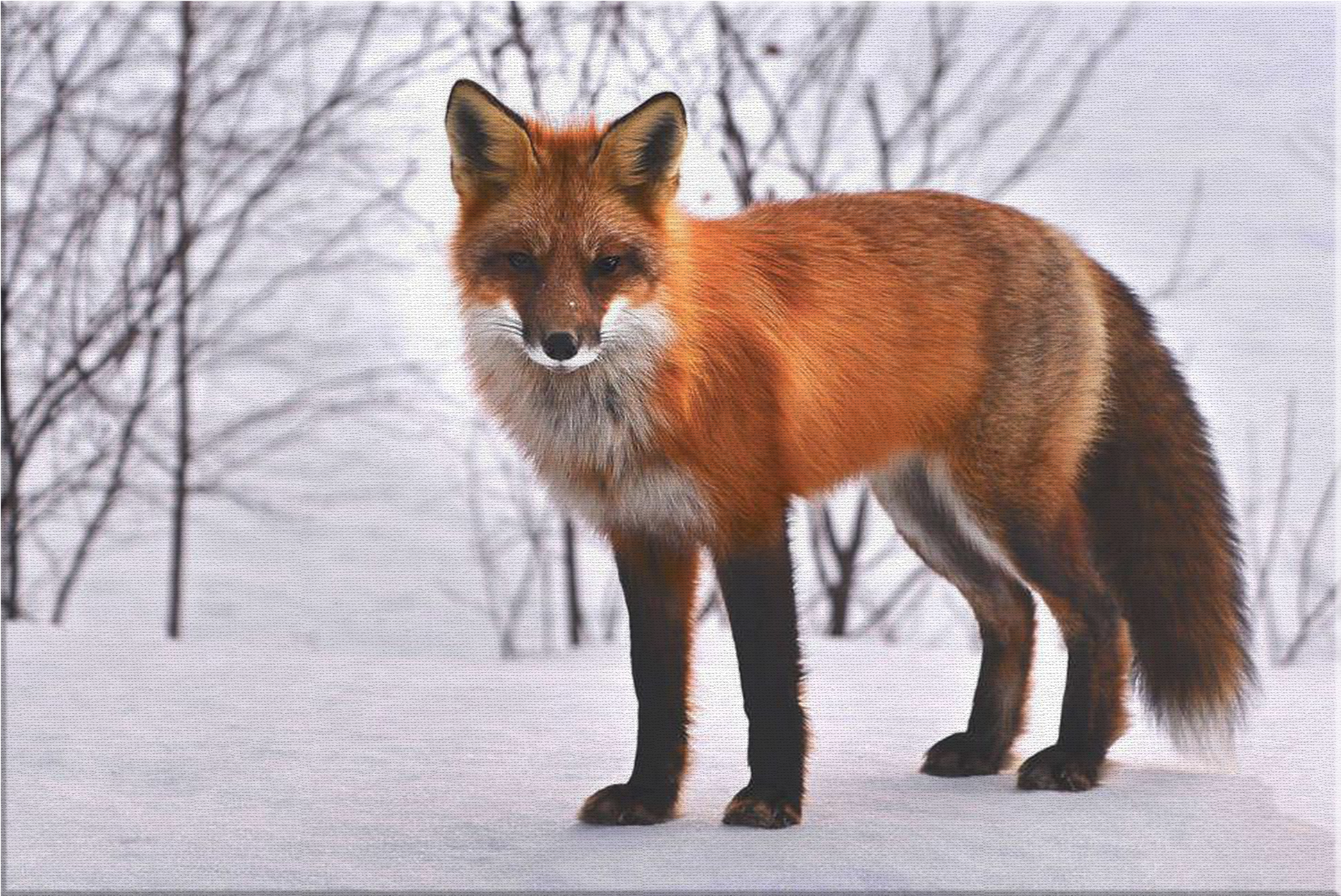 "fox In Winter Snow" Premium Canvas - Public Domain Red Fox (2000x2000), Png Download