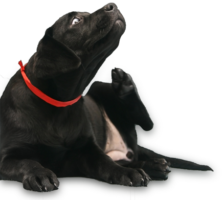 Dog Itching And Scratching - Dog Scratching Png (434x391), Png Download