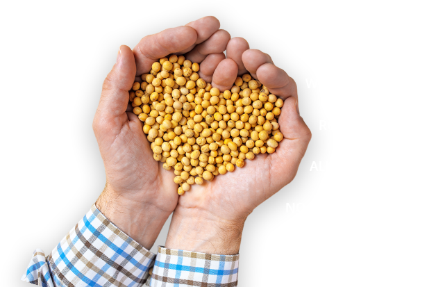 Man Cupping Hands Together Filled With Roasted Soybeans - Soybean (641x413), Png Download