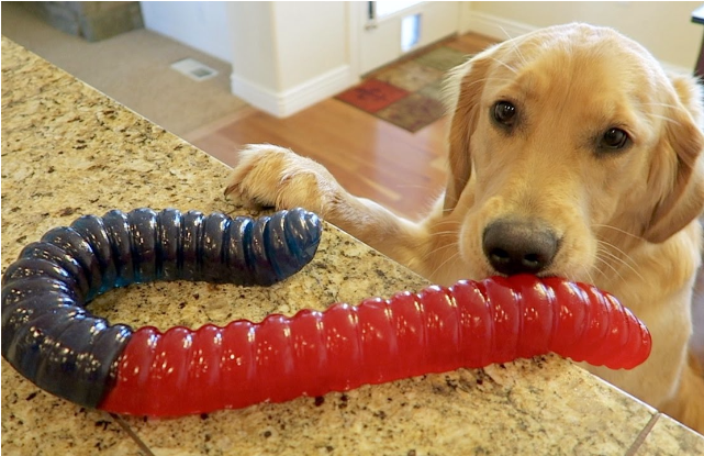 Worlds Largest Gummy Worm (640x534), Png Download