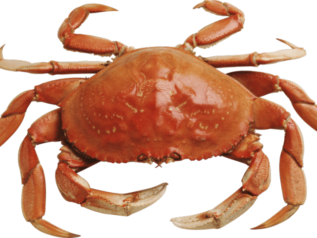 Crabs Clipart Yellow Crab - Png Crab (640x480), Png Download