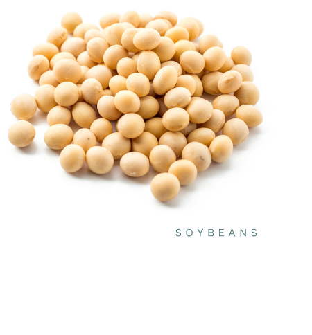 What's In The Small Is Big - Soybean (450x484), Png Download