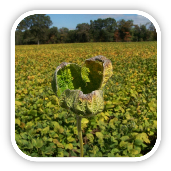 Herbicide-damaged Soybeans From Dicamba Drift - Dicamba (609x614), Png Download