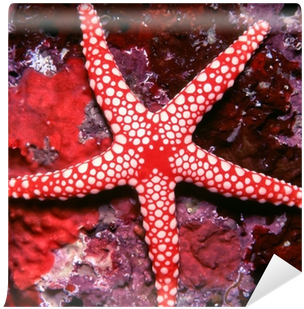 Beautiful Red And White Starfish Wall Mural • Pixers® - Estrellas De Mar Tienen Ojos (400x400), Png Download