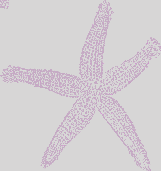 Star Fish Lavender Eac9ea Clip Art At Clker White Starfish - Fish Clip Art (564x599), Png Download