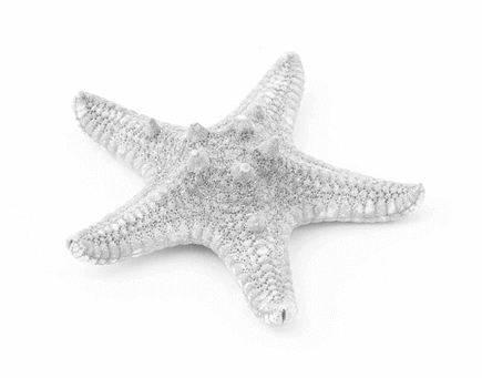 Why Stay - Starfish (435x341), Png Download