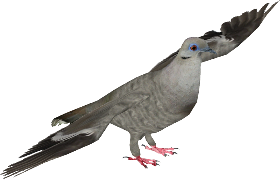 White-winged Dove - Stock Dove (911x911), Png Download