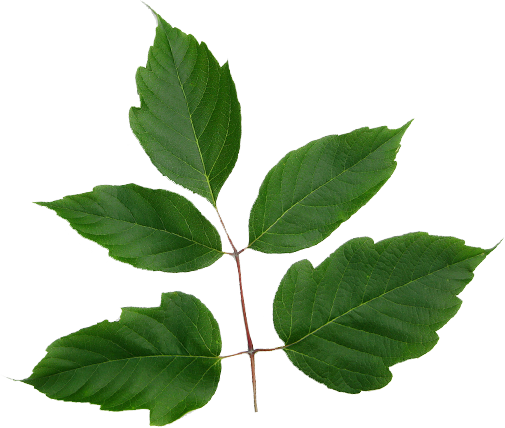 Emerald Ash Borer - Canoe Birch (505x428), Png Download