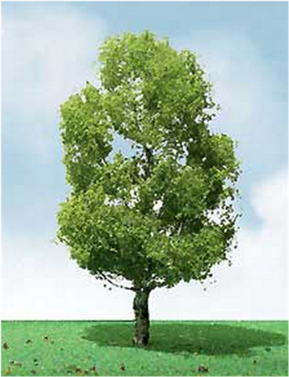 Jtt Pro-elite Trees - Birch 3.5" To 4" 2/pk (750x750), Png Download