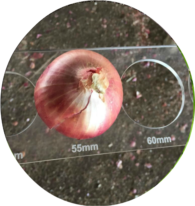 Fresh Onions - Orange Onions (768x767), Png Download