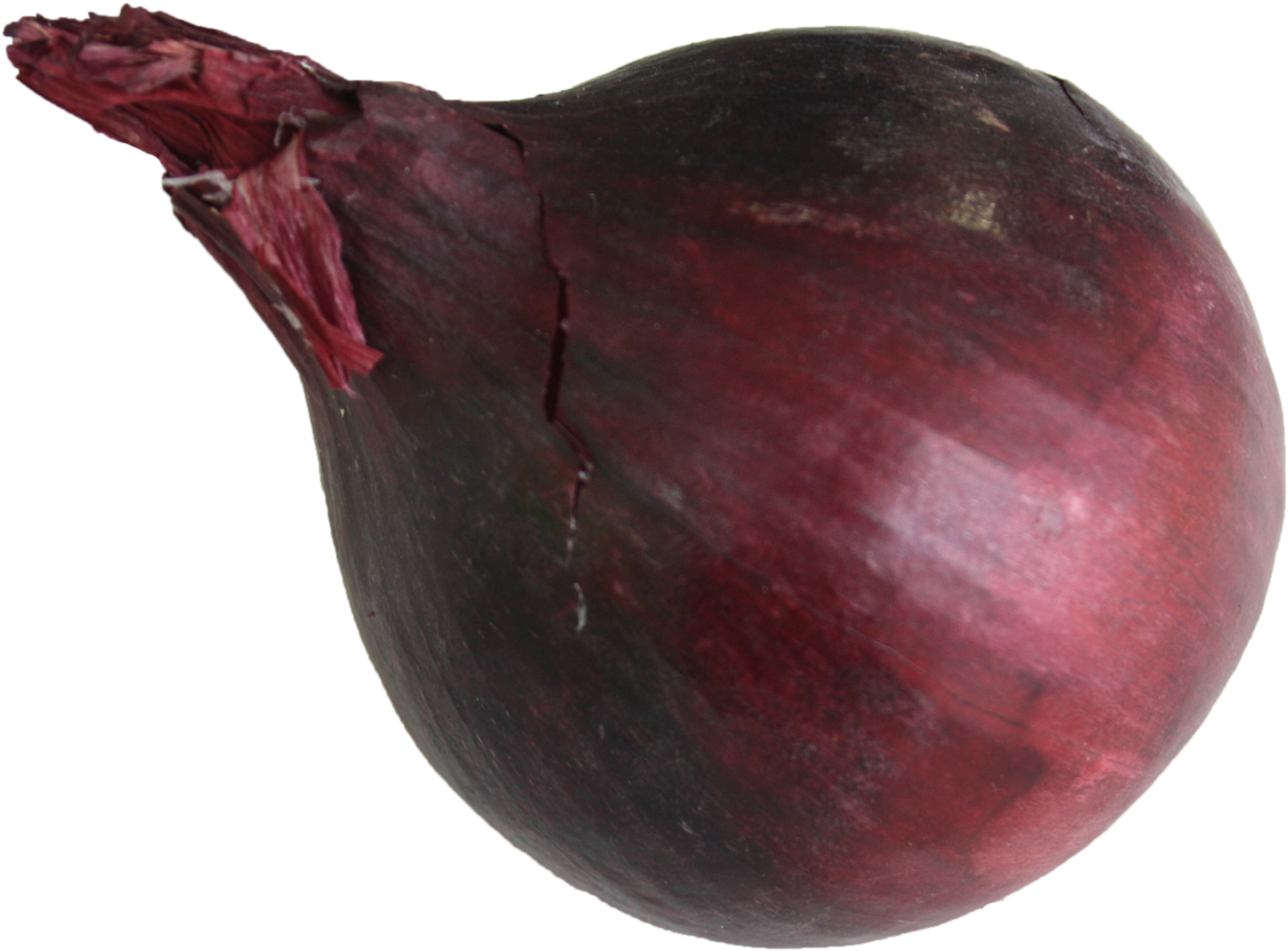Red Onion - - Red Onion (2484x1916), Png Download