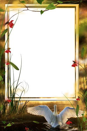 Photo Frame - Ray Sunset - Swan On The River Avon (298x448), Png Download