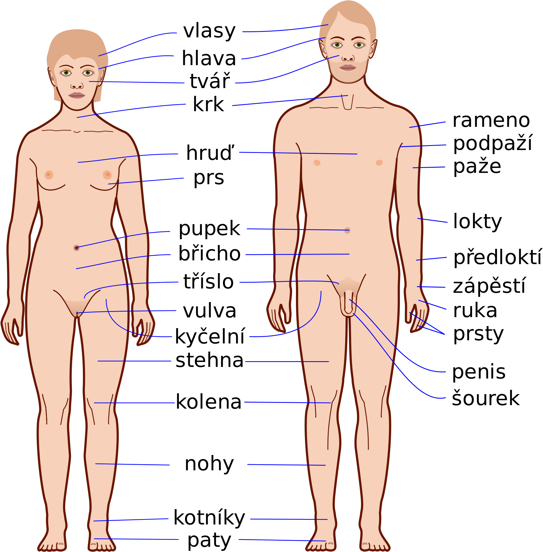 Open - Human Body (2000x2003), Png Download