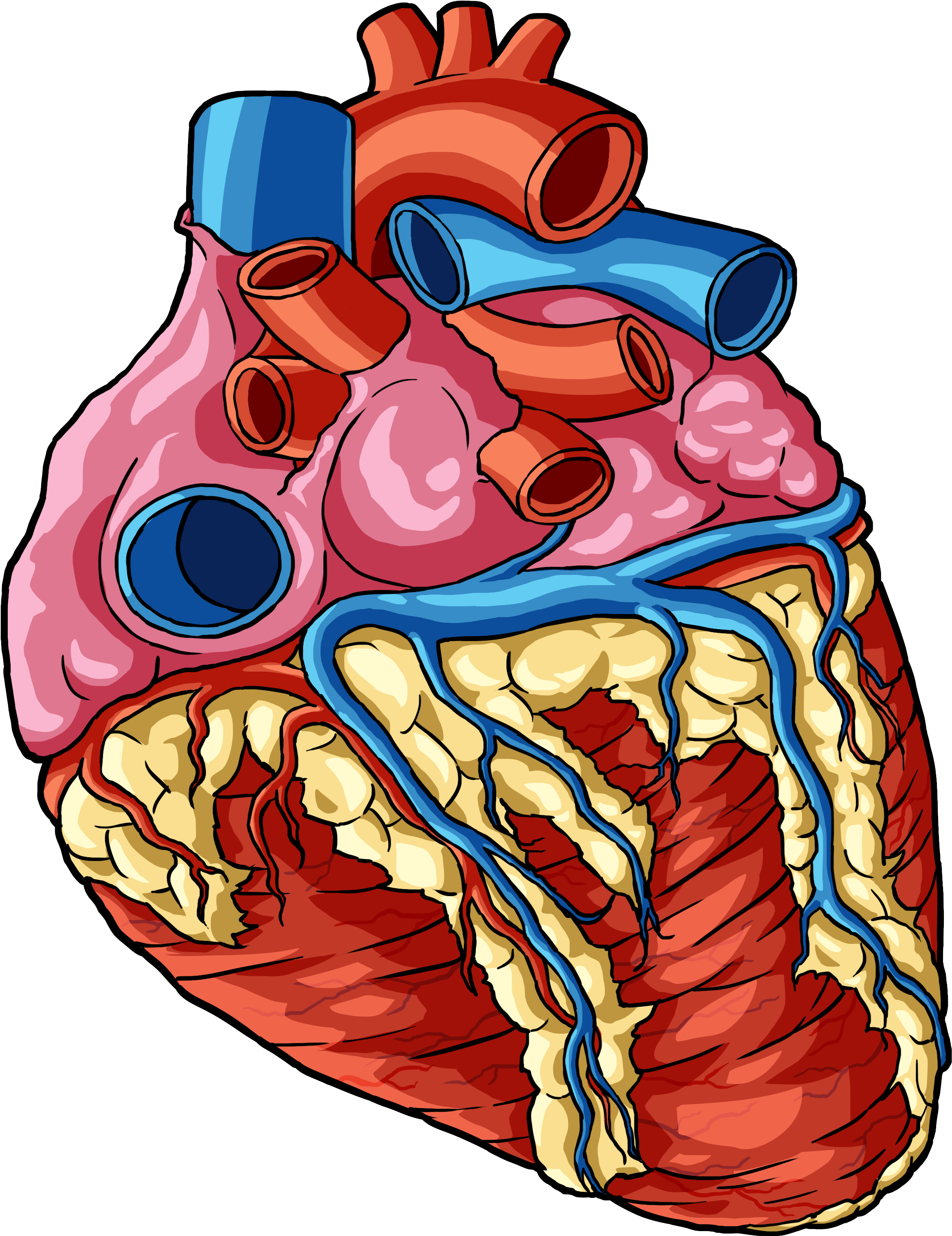Heart 1 - Human Body Part Png Transparent (3300x5100), Png Download