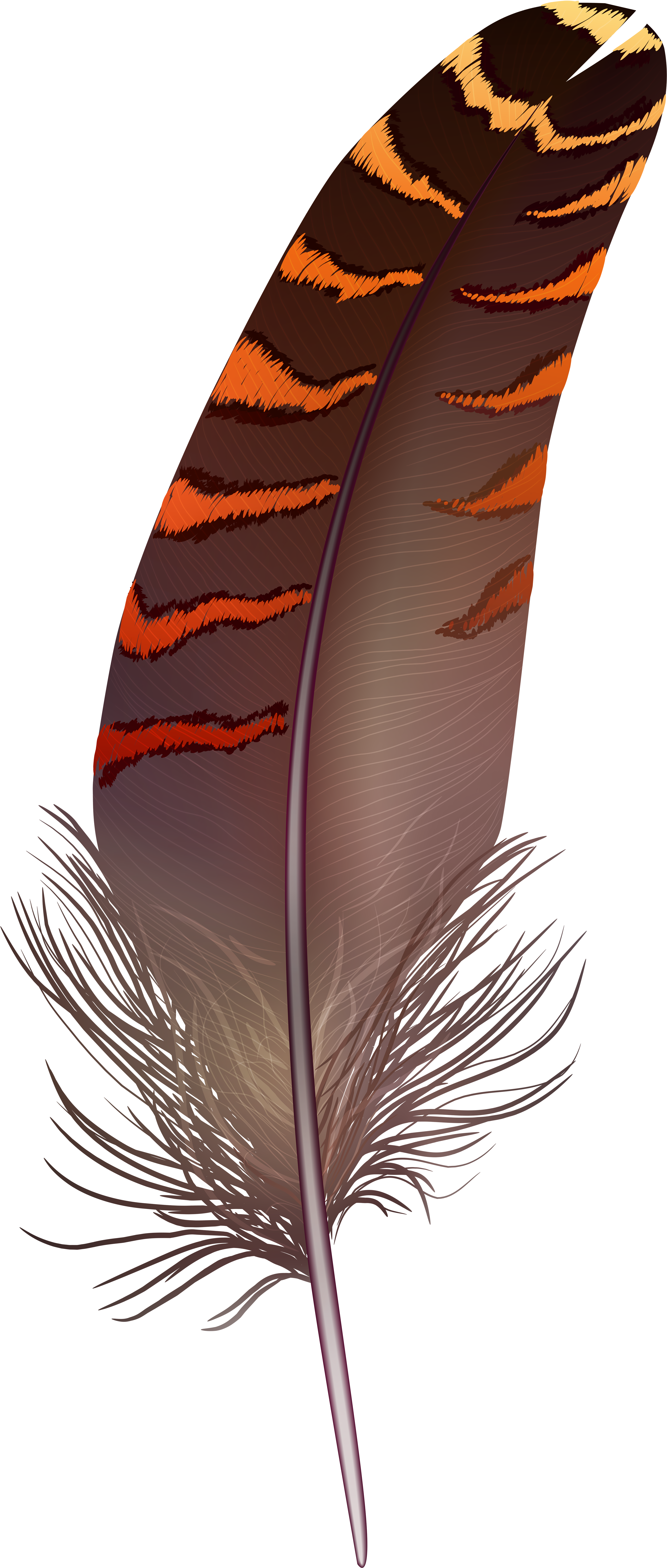 Feather Png Transparent (3448x8000), Png Download