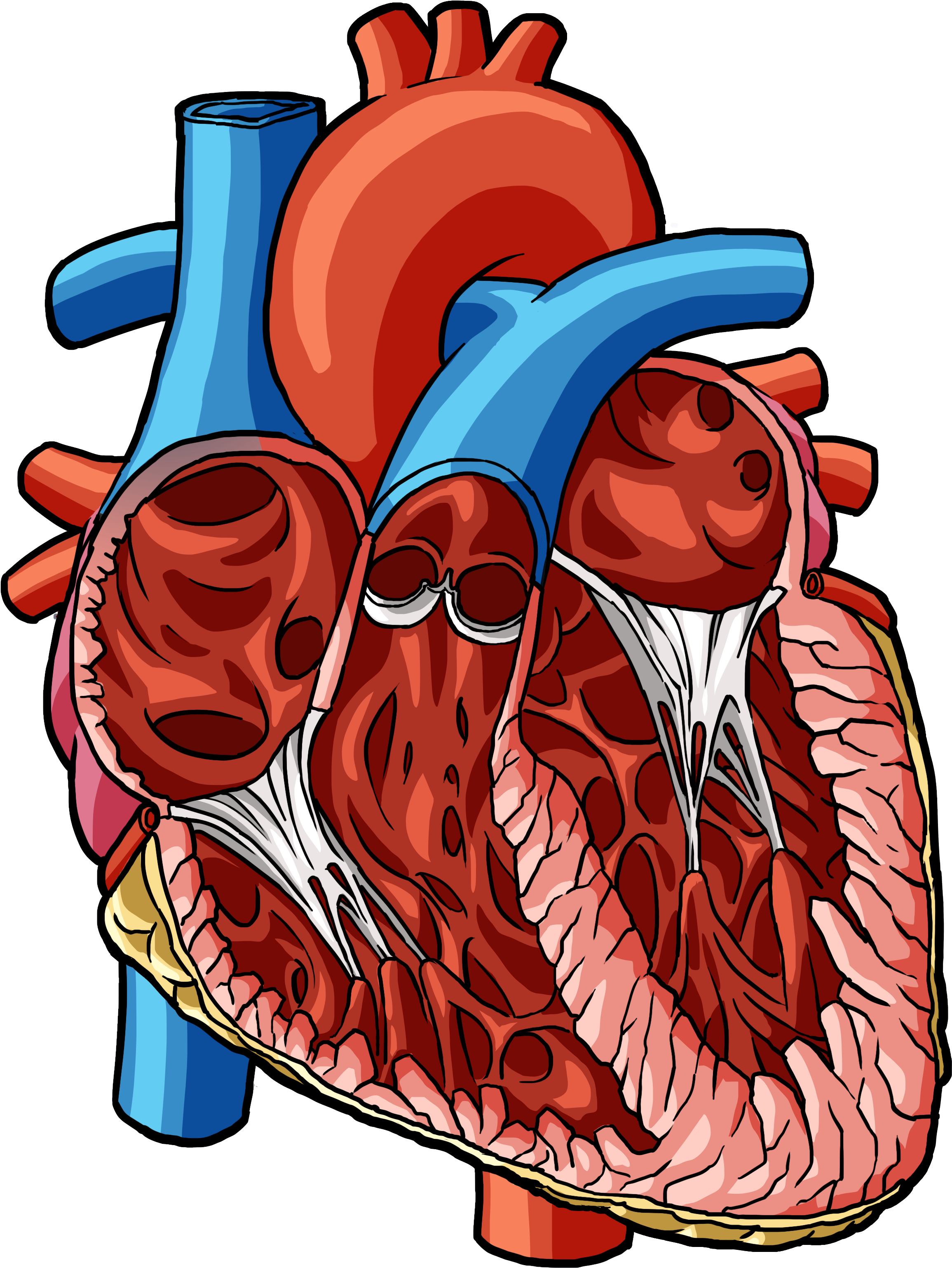 Heart 2 - Illustration (3300x5100), Png Download