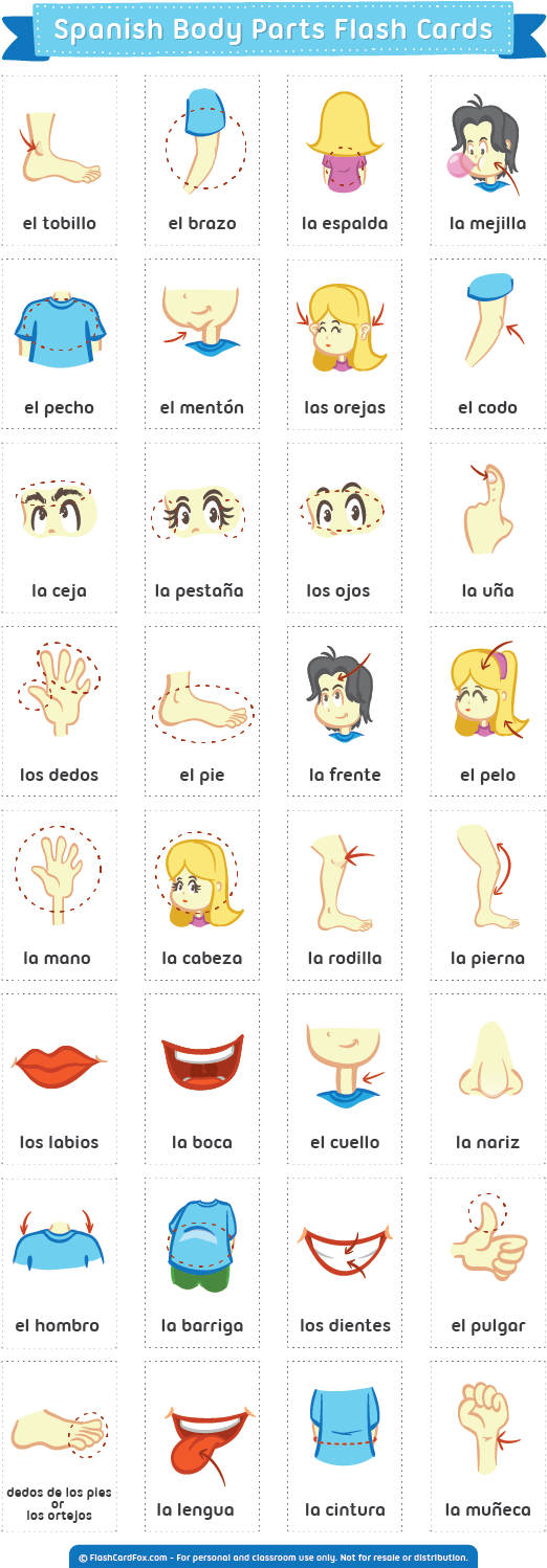 Description - Body Parts Flash Cards (600x1511), Png Download