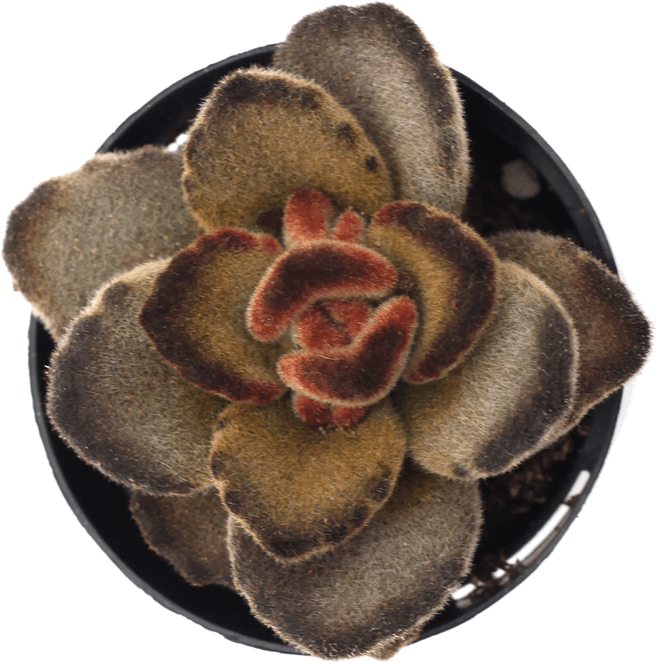 Kalanchoe Tomentosa 'teddy Bear' - Kalanchoe Tomentosa Teddy Bear Care (1024x1024), Png Download